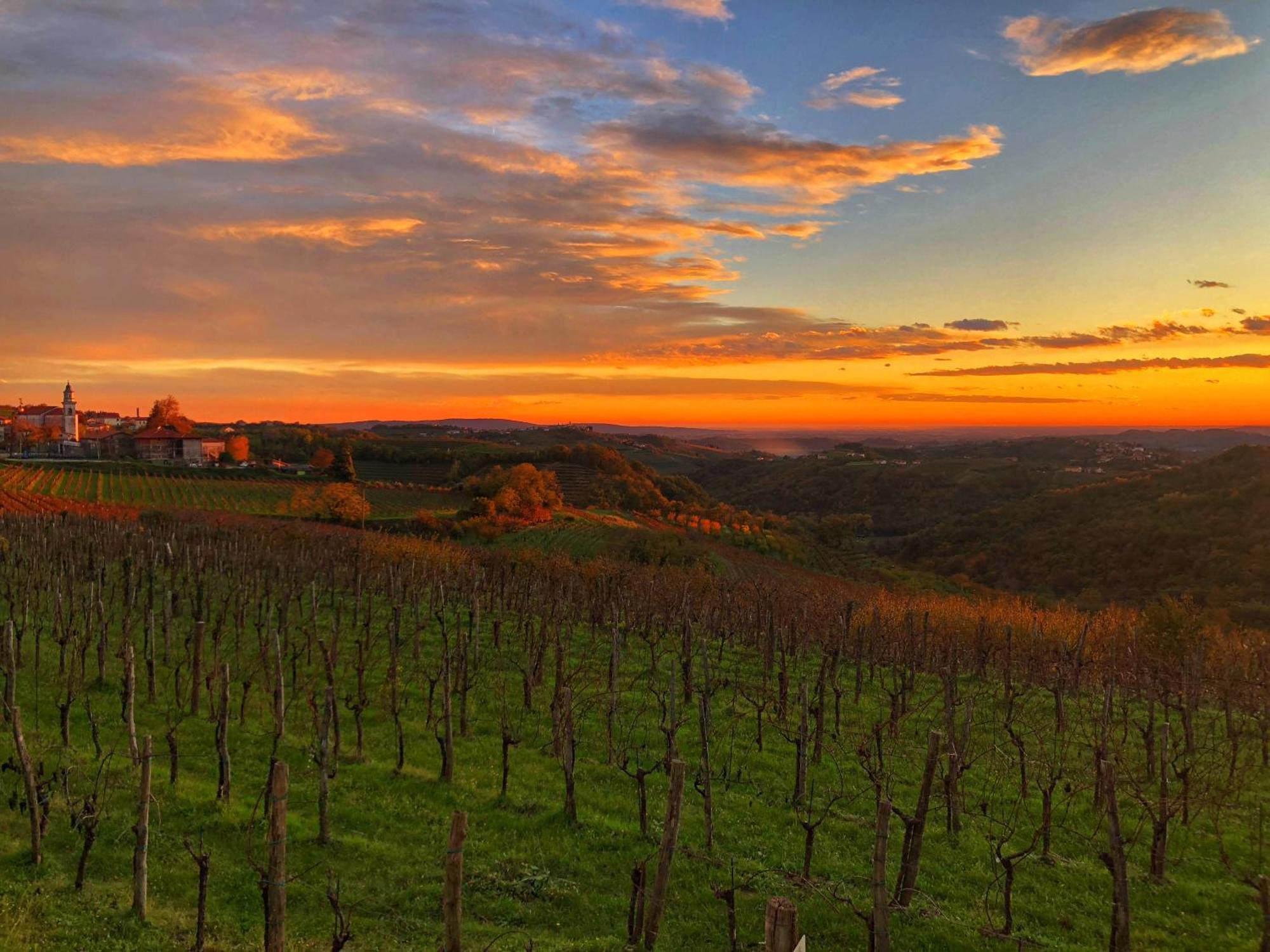 Peterc Vineyard Estate Bed and Breakfast Kojsko Exteriör bild